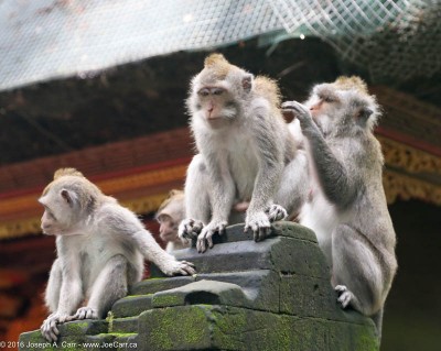 Monkeys perched on a temple column in the Sangeh monkey forest, Bali, Indonesia