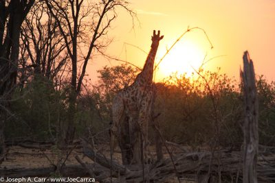 Giraffe feeding at sunset in Linyanti Chobe National Park