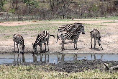 Zebras at the watering hole