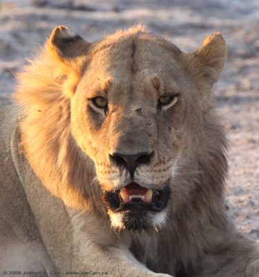 A female lion beside a water hole at sunset on the Okavango Delta