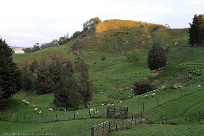 Sheep on the hills behind the B&B in Te Kuiti