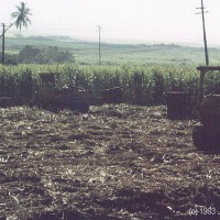 Workers in the fields cutting cane by hand in 1983