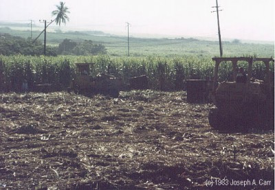 Workers in the fields cutting cane by hand in 1983