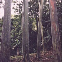 Gum trees at the Keanae Arboretum