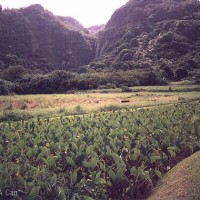 Lush taro fields, cattle, and view of beautiful Waikani Falls from Wailua