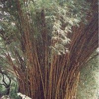 Giant bamboo at the Keanae Arboretum