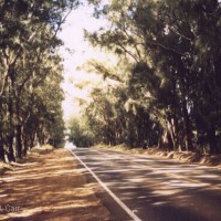 Ironwood Avenue - Kohala Mountain Road