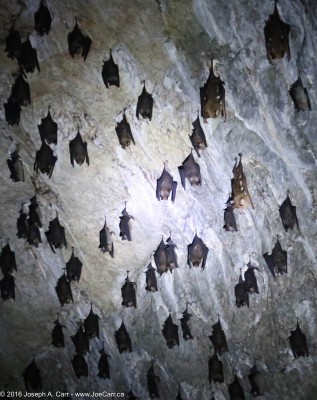 Bats sleeping in their cave in Kilim Karst Geoforest Park Langkawi, Malaysia