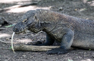 Komodo Dragon monitor lizard at the water hole with tongue extended, Komodo Island, Indonesia